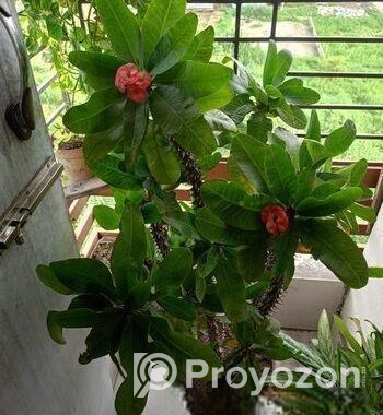 প্রায় ৯ বছর এর আকর্ষণীয় কাটার মুকুট ও ক্যাকটাস