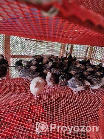 পুরুষ কোয়েল