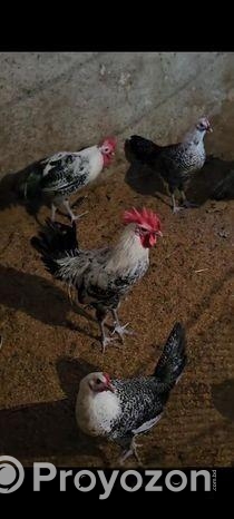 ফাউমি মুরগি বিক্রি