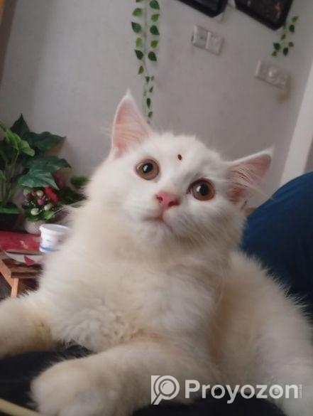 মিক্সড পারশিয়ান বিড়াল