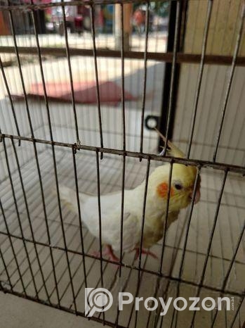 কোকাটেল