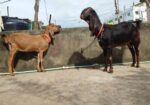 দুটি ছাগল বিক্রি করা হবে