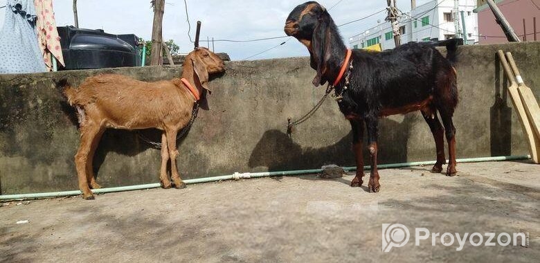 দুটি ছাগল বিক্রি করা হবে