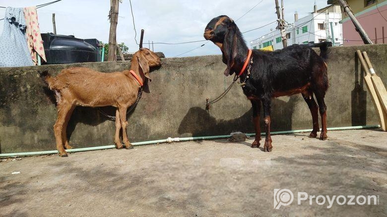 দুটি ছাগল বিক্রি করা হবে