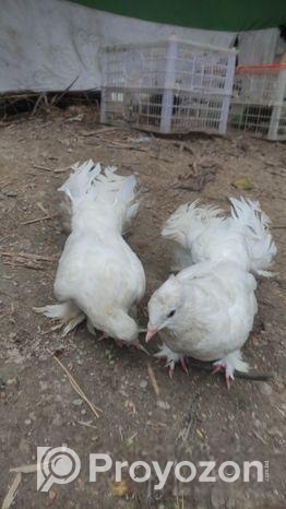 এক জোরা লক্কা কবুতর বিক্রি করবো