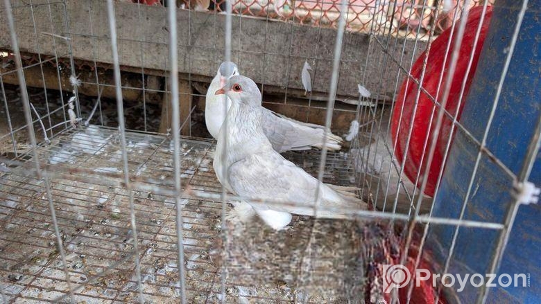 সিলভার সিরাজী কবুতর