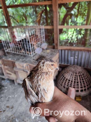 পুরুষ কোয়েল