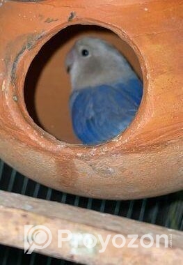 ল্যাব ব্বার্ডস বিক্রি love birds sell