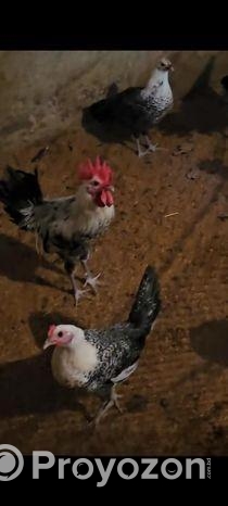 ফাউমি মুরগি বিক্রি