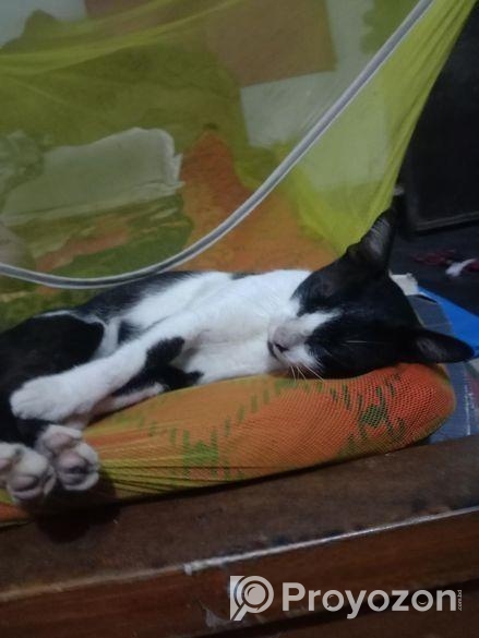 দেশি বিড়াল