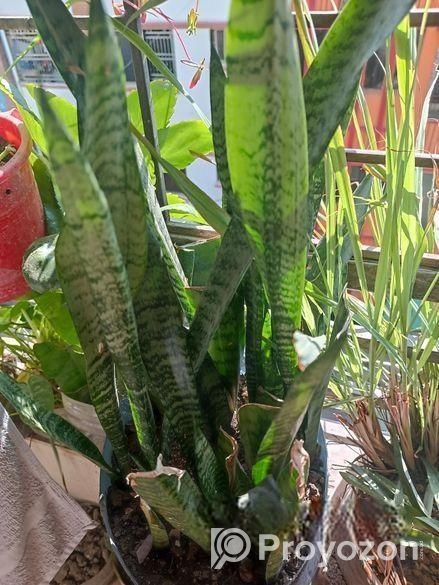 মাটি সহ গাছ