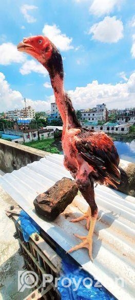 Assel Faytar Baccah Hat Bodol Hobe