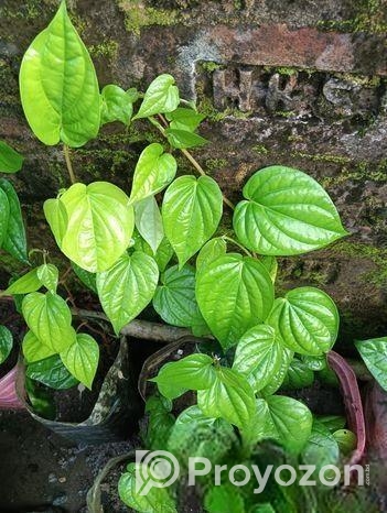 পান গাছের চারা