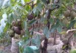 আমড়া গাছ