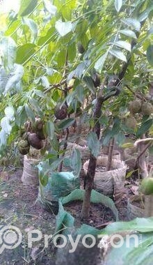 আমড়া গাছ