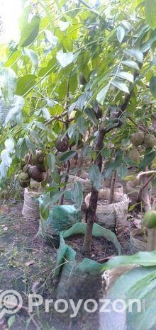 আমড়া গাছ