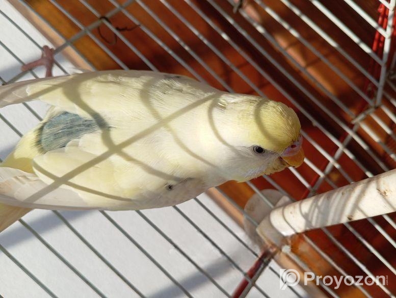 একটি অ্যাডাল্ট ফিমেল