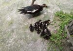 চিনা হাসের বাচ্চা