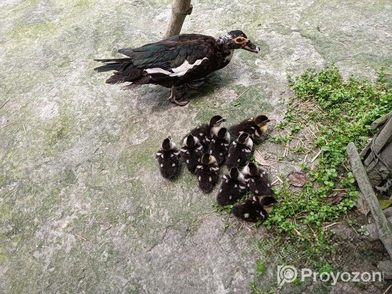 চিনা হাসের বাচ্চা