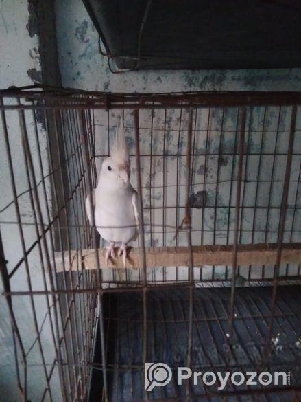 এলবিনো মেল কোকাটেল