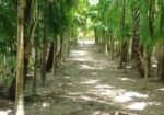 Land Sale