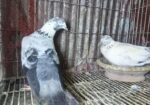 অরিজিনাল সাহারানপুরি কবুতর