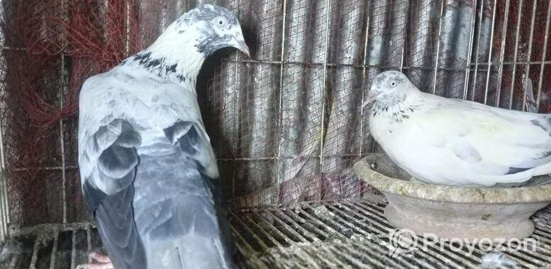 অরিজিনাল সাহারানপুরি কবুতর