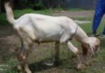 খাসি for sale