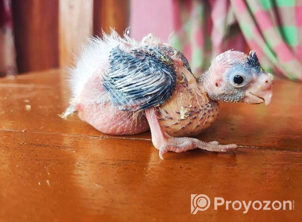 পাইড কাকাটেল মেল