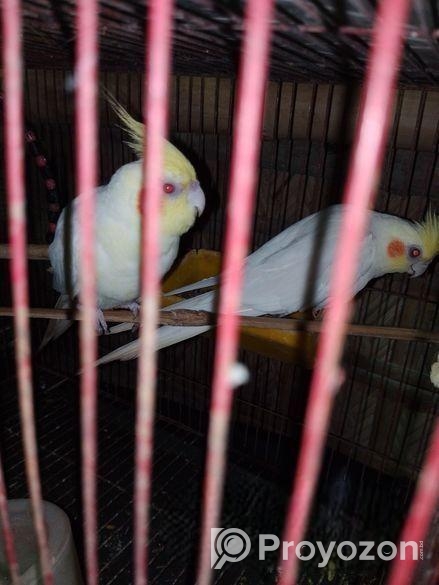 কোকাটেল