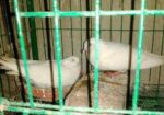 কালদম ফুল রানিং