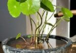 Coin Plant