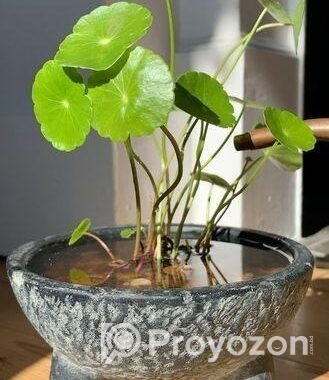Coin Plant