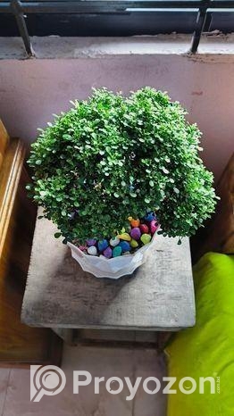 কামেনি জাতের গাছ