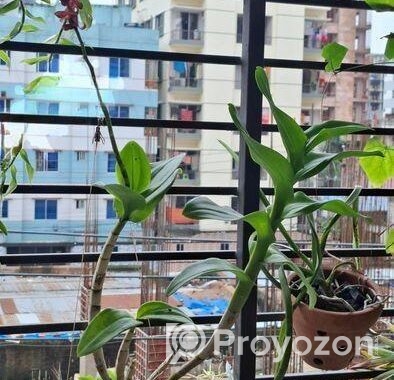 হাইব্রিড ডেনড্রোবিয়াম অর্কিড
