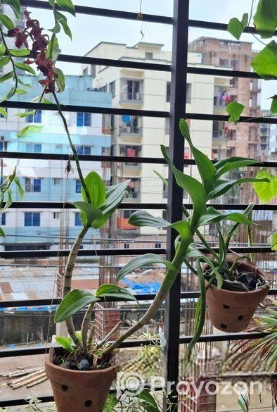 হাইব্রিড ডেনড্রোবিয়াম অর্কিড