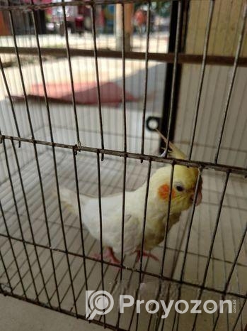 কোকাটেল