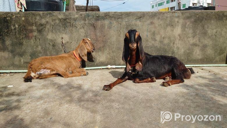 দুটি ছাগল বিক্রি করা হবে