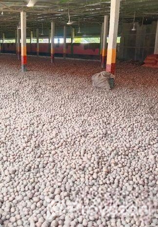 আলু বিক্রয় হবে