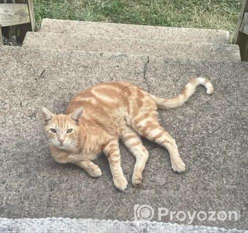 দুইটা বাচ্চা সহ বিড়ালের মা বাবা বিক্রি করা হবে