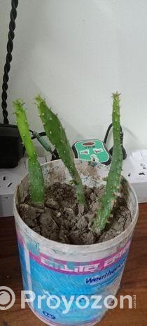 ক্যাকটাস