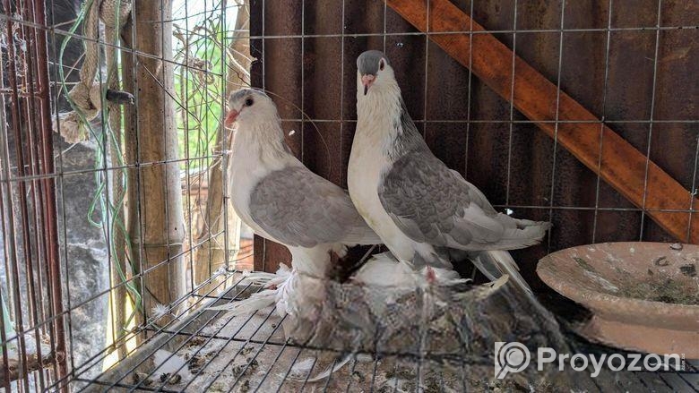 সিলভার সিরাজী কবুতর