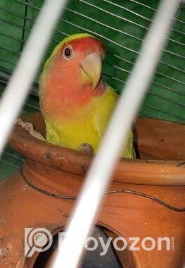 ল্যাব ব্বার্ডস বিক্রি love birds sell