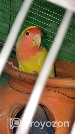 ল্যাব ব্বার্ডস বিক্রি love birds sell