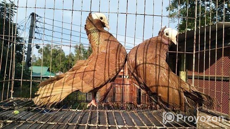 লাল মুখি কবুতর