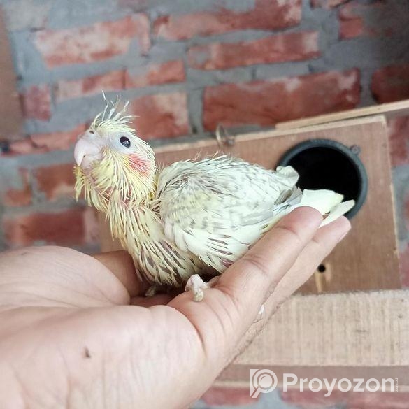 ককাটেল টেম্প সাইজ বেবি