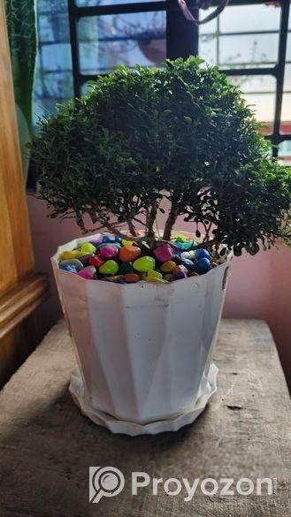 কামেনি জাতের গাছ