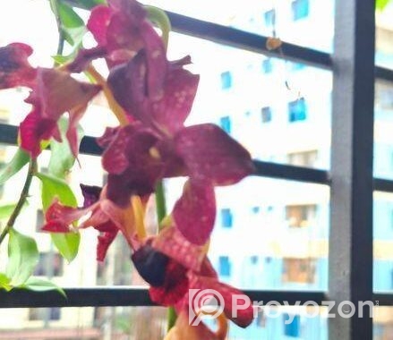 হাইব্রিড ডেনড্রোবিয়াম অর্কিড