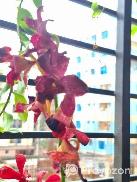 হাইব্রিড ডেনড্রোবিয়াম অর্কিড