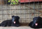 Black German Shepherd Long Coat